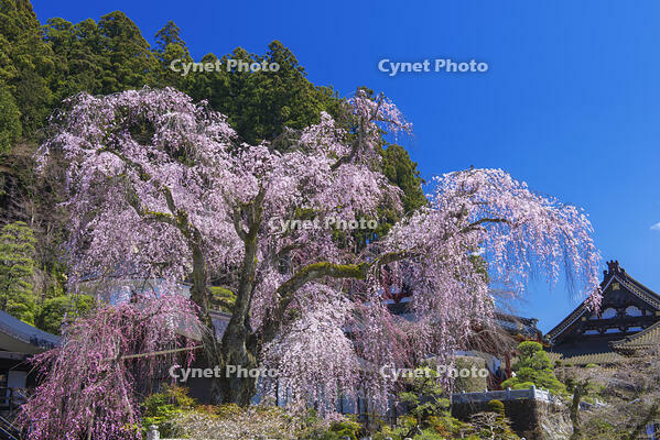 身延山久遠寺のしだれ桜 [YHI110010124]