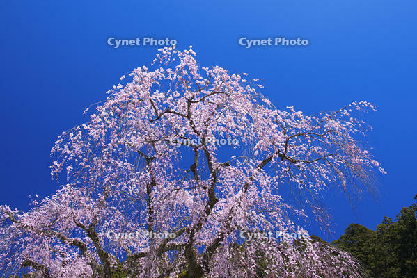 身延山久遠寺のしだれ桜 [YHI110010127]