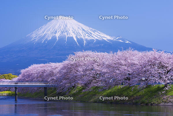 潤井川龍巌淵の桜と富士山 [YHI110010128]