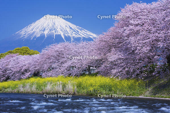潤井川龍巌淵の桜と富士山 [YHI110010130]