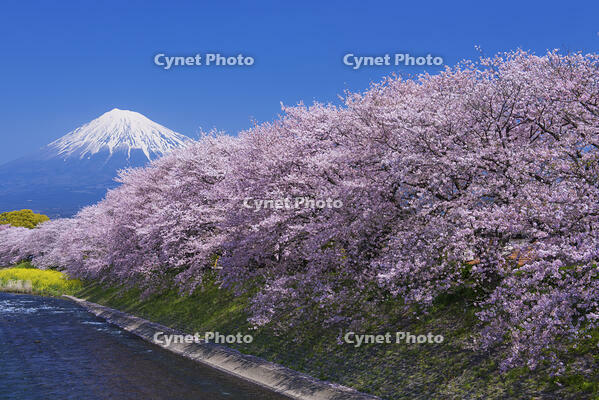 潤井川龍巌淵の桜と富士山 [YHI110010133]
