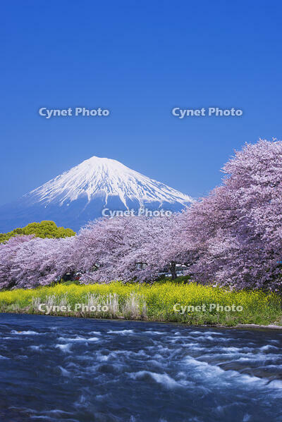 潤井川龍巌淵の桜と富士山 [YHI110010136]