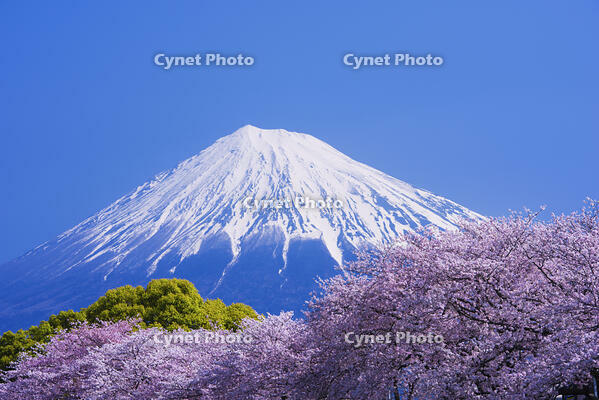 潤井川龍巌淵の桜と富士山 [YHI110010137]