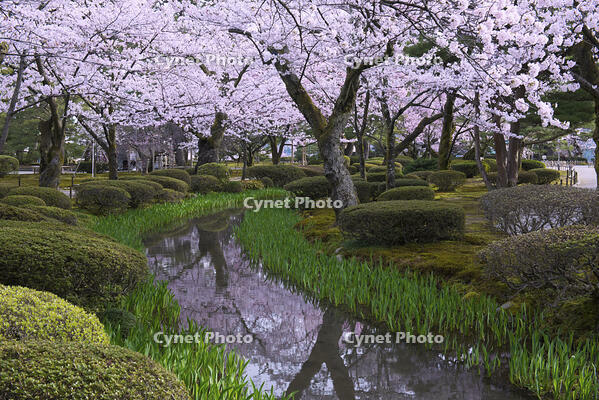 桜咲く兼六園 [YHI110010146]