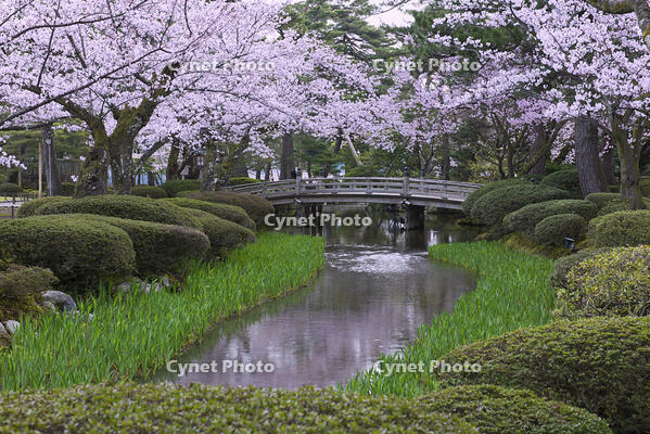 桜咲く兼六園 [YHI110010148]