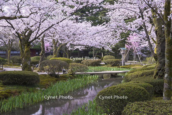 桜咲く兼六園 [YHI110010149]