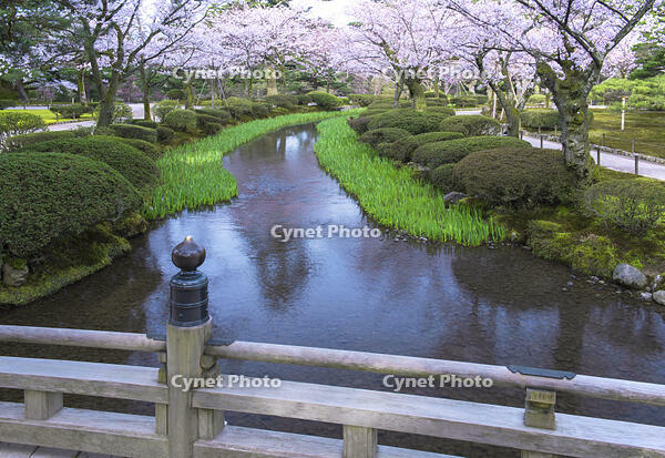 桜咲く兼六園 [YHI110010150]