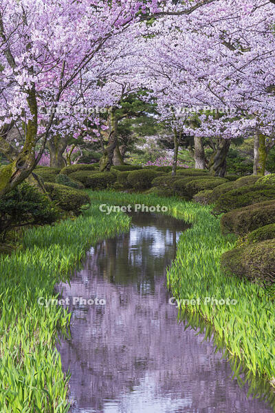 桜咲く兼六園 [YHI110010151]
