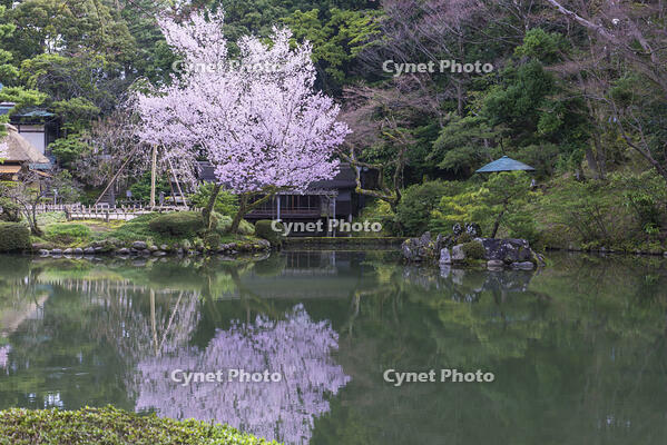 桜咲く兼六園 [YHI110010152]