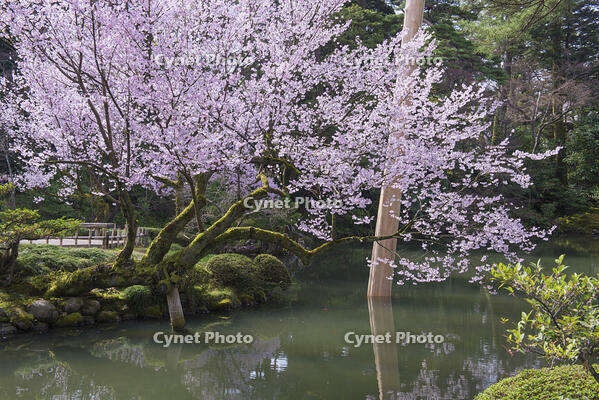 桜咲く兼六園 [YHI110010153]
