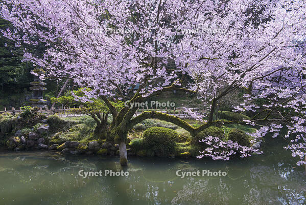 桜咲く兼六園 [YHI110010155]