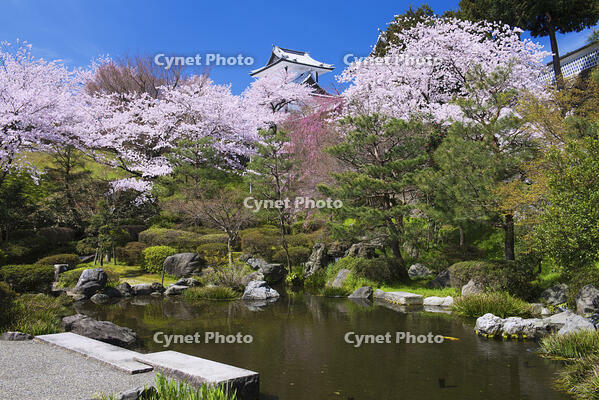 桜咲く金沢城 [YHI110010157]