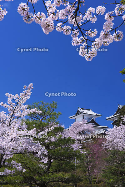桜咲く金沢城 [YHI110010159]