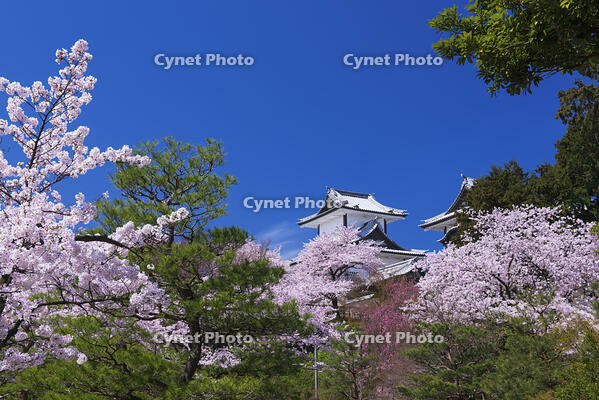 桜咲く金沢城 [YHI110010160]