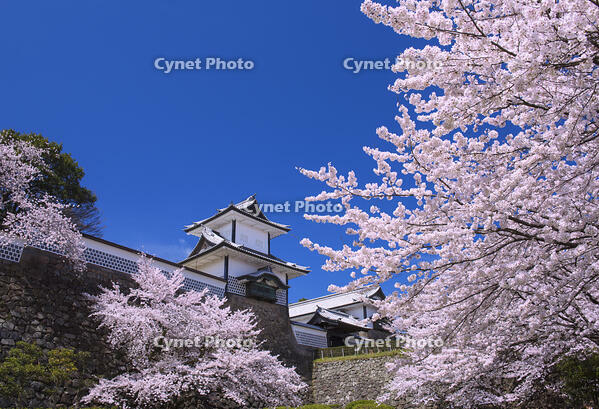 桜咲く金沢城 [YHI110010168]