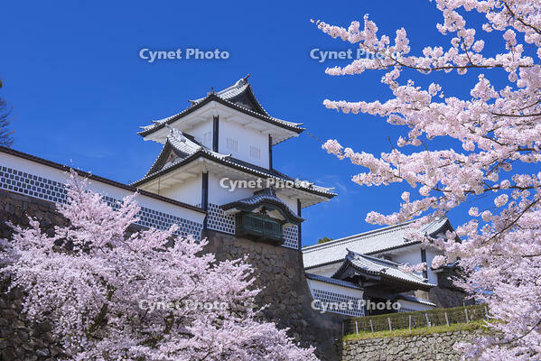 桜咲く金沢城 [YHI110010169]