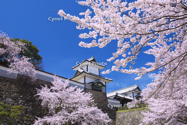 桜咲く金沢城 [YHI110010170]