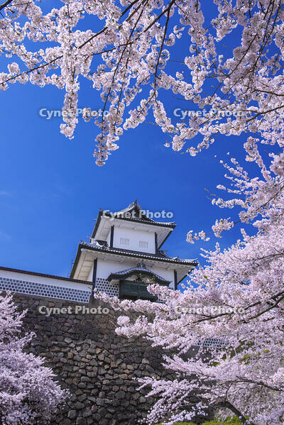 桜咲く金沢城 [YHI110010172]