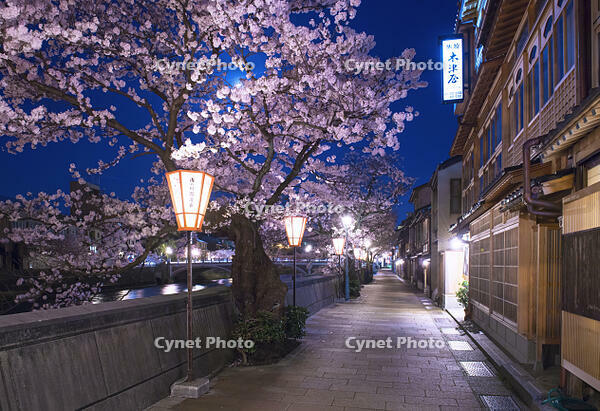 桜咲く主計町夜景 [YHI110010176]