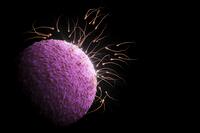 Human sperm surrounding an unfertilized ovum prior to conception. [SPS110000001]