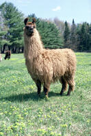 Side profile of a llama standing in a field (Lama glama) [SPS110000008]