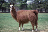 A Llama on a field [SPS110000020]