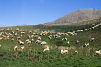 ITALY, SICILY, NEAR SCILLATO, SHEEP GRAZING [SPS110000023]