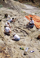 Archeologists working at a dig sight of a fossilized dinosaur, Dinosaur Provincial Park, Alberta, Canada. [SPS110000031]