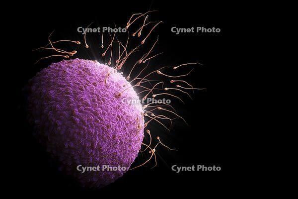 Human sperm surrounding an unfertilized ovum prior to conception. [SPS110000001]