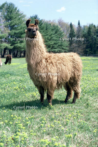 Side profile of a llama standing in a field (Lama glama) [SPS110000008]