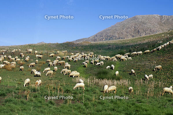 ITALY, SICILY, NEAR SCILLATO, SHEEP GRAZING [SPS110000023]