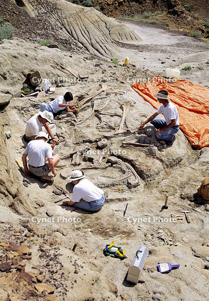 Archeologists working at a dig sight of a fossilized dinosaur, Dinosaur Provincial Park, Alberta, Canada. [SPS110000031]