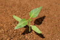 ピーマン　子葉(双葉)と本葉 [NNP110000001]