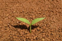 ピーマン　子葉(双葉) [NNP110000002]