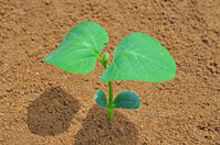 ダイズの成長過程８／１２ [NNP110000003]