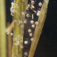 アマガエル　産卵1日目 [NNP110000004]