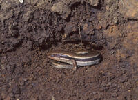 ニホントカゲ　越冬　神奈川県宮ケ瀬　２月 [NNP110000005]