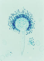 コウジカビ [NNP110000006]