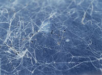 クモノスカビ [NNP110000007]