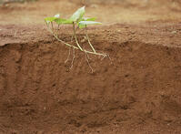 サツマイモ　定点A①/6　7月11日　7月4日に植えた [NNP110000008]