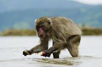 イモ洗いをするニホンザル [NNP110000009]