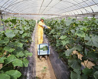 ビニルハウスのキュウリ収穫 [NNP110000011]