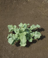 アブラナ [NNP110000044]