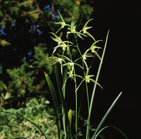 カンラン [NNP110000045]