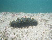 マナマコ　北海型 [NNP110000048]