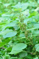 カラムシ [NNP110000050]