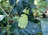 オオコノハムシ [NNP110000051]