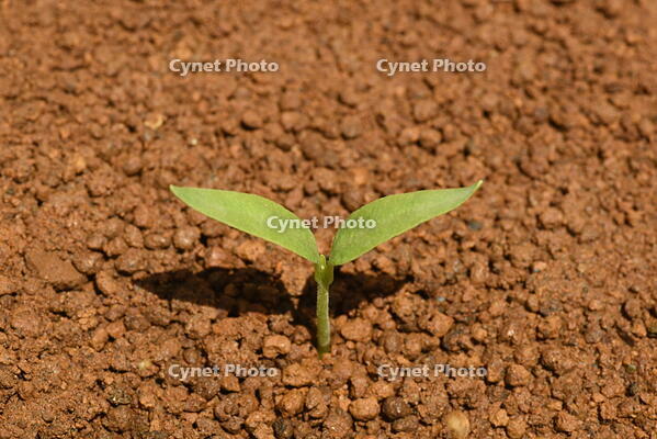 ピーマン　子葉(双葉) [NNP110000002]