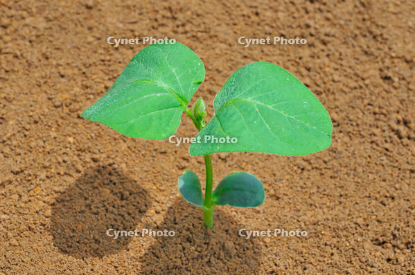 ダイズの成長過程８／１２ [NNP110000003]