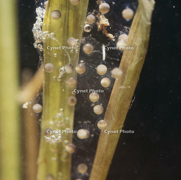 アマガエル　産卵1日目 [NNP110000004]